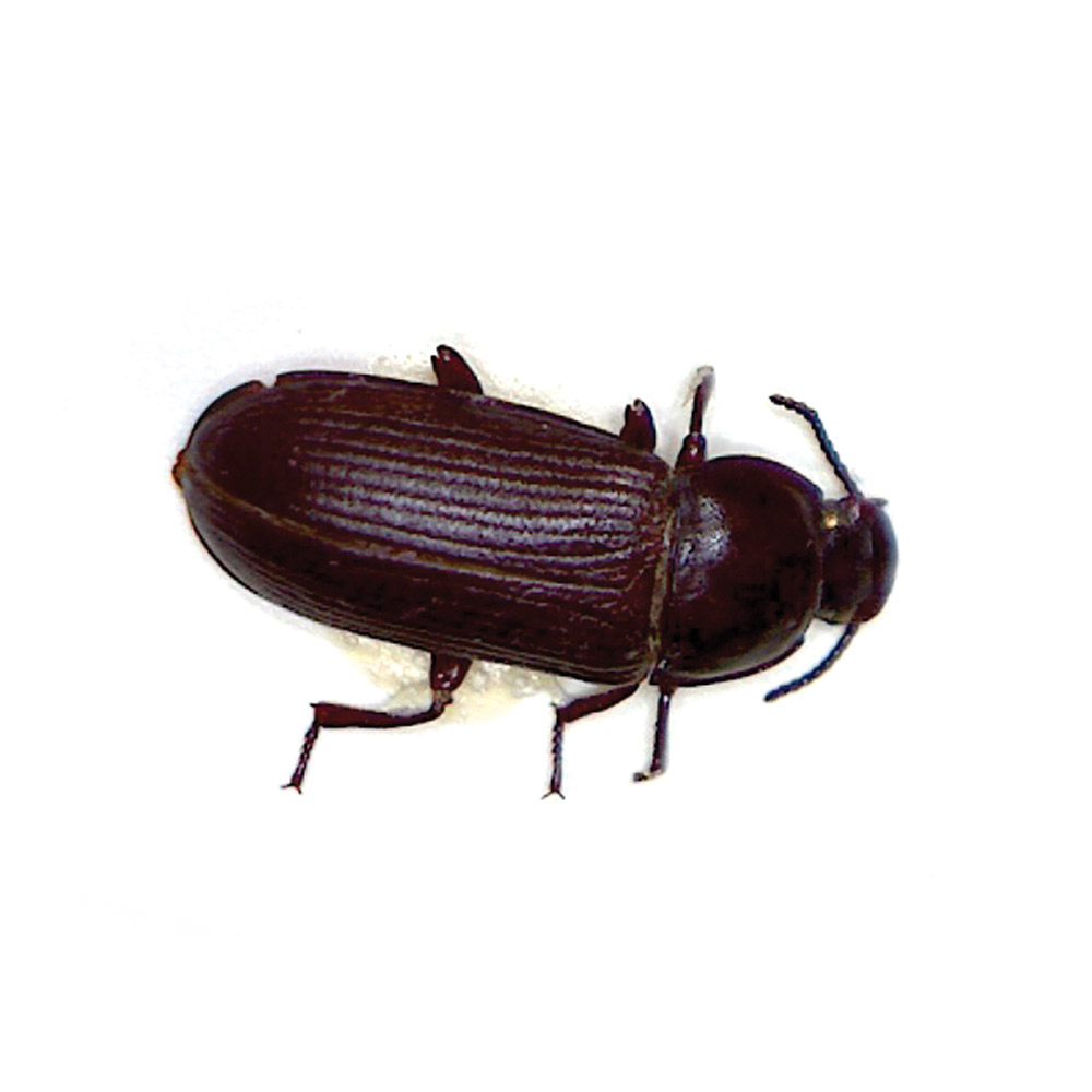 Crawling Insects Barrettine Environmental Health